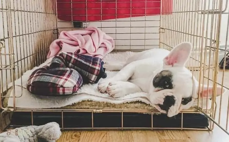 Do You Really Need a Bulldog Crate Do You Really Need a Bulldog Crate