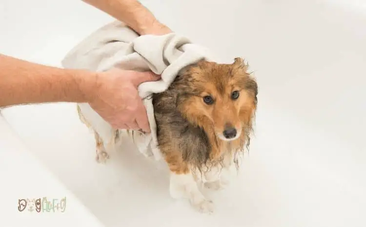 Dog-Bath-Towel-Wrap-Image