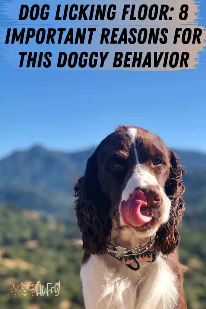 Dog-Licking-Floor_-8-Important-Reasons-For-This-Doggy-Behavior-Pin-Image Dog-Licking-Floor_-8-Important-Reasons-For-This-Doggy-Behavior-Pin-Image