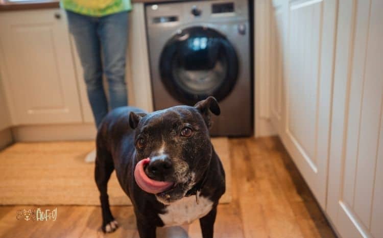 Dog-licking-floor-Image Dog-licking-floor-Image