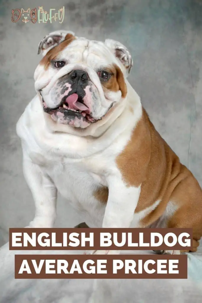English Bulldog Average Price – 11 Vital Costs To Consider | Dog Fluffy