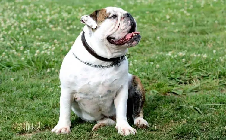 English bulldog Health Issues Featured Image
