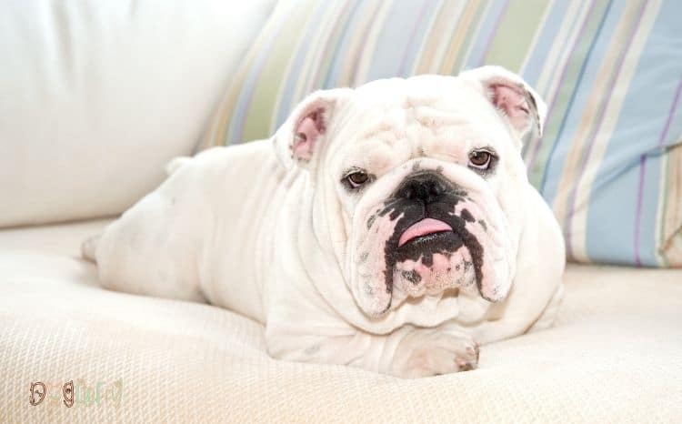 English-bulldog-average-price-featured-image-1