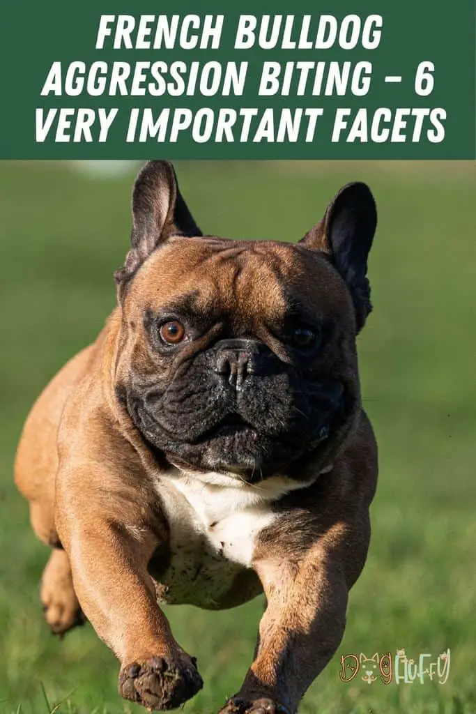 French Bulldog Aggression Biting 6 Very Important Facets