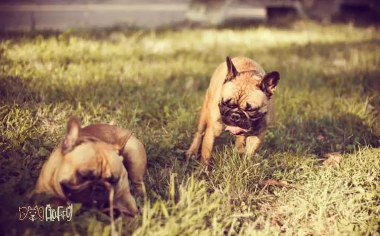 French-bulldog-aggression-biting-
