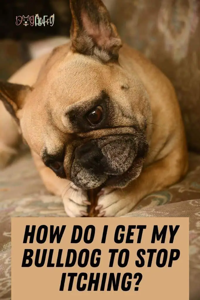 How-Do-I-Get-My-Bulldog-To-Stop-Itching_-Pin-Image