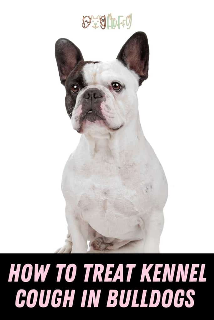 How-To-Treat-Kennel-Cough-In-Bulldogs-Pin-Image