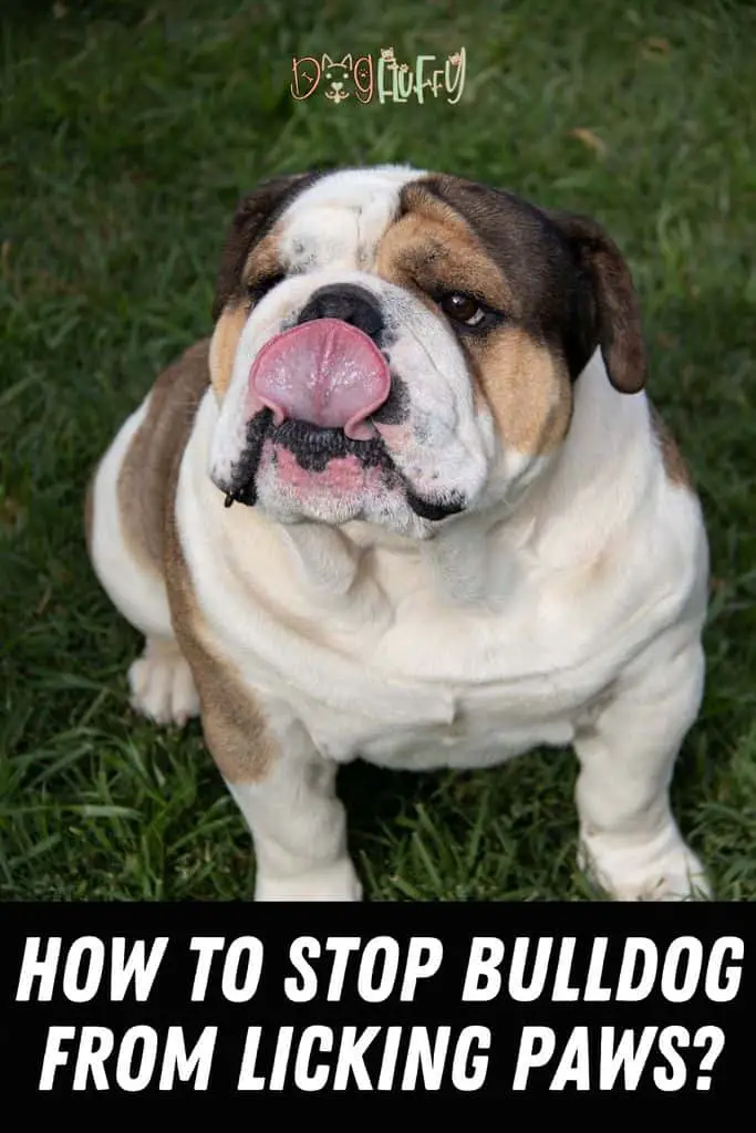 How-to-Stop-Bulldog-from-Licking-Paws_-Pin-Image