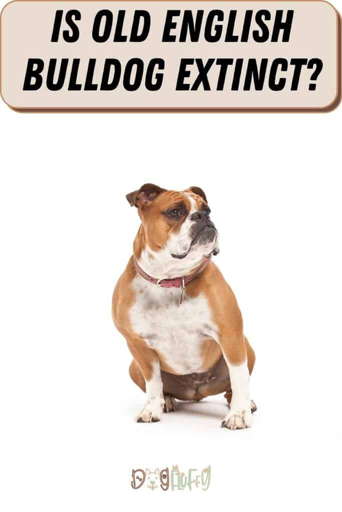 Is-Old-English-Bulldog-Extinct_-Pin-Image