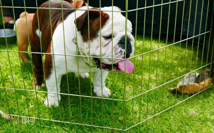 Kennel-Cough-in-bulldogs-Image