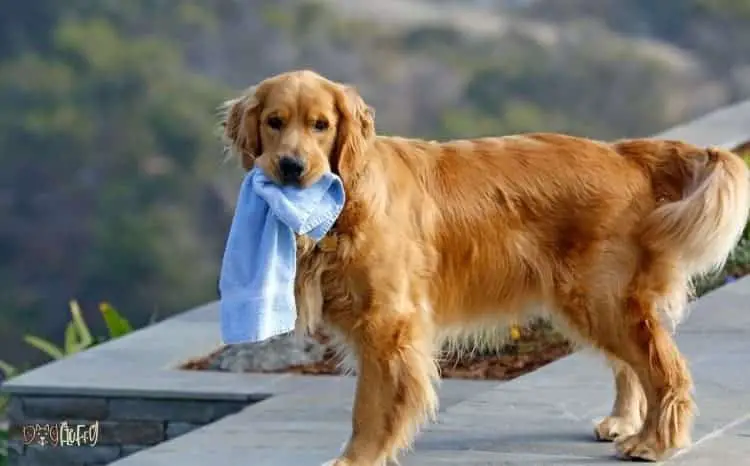 Microfiber Dog Towel Featured image