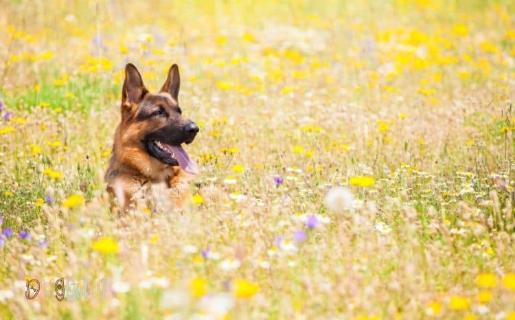 Natural-Dog-Sunscreen-Perfect-Featured-Image