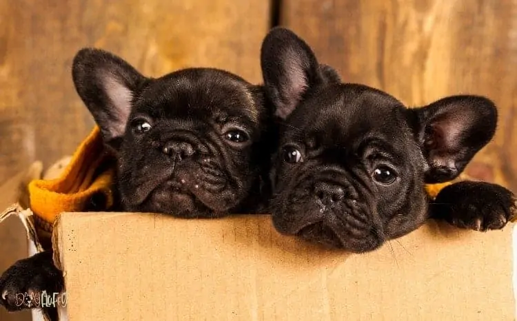 Standards to Select the Best Bulldog Crate image Standards to Select the Best Bulldog Crate image