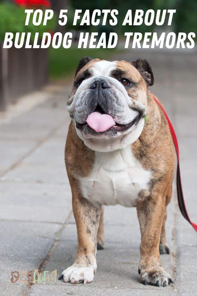 Top-5-facts-about-Bulldog-Head-Tremors-Pin-Image-1 Top-5-facts-about-Bulldog-Head-Tremors-Pin-Image-1