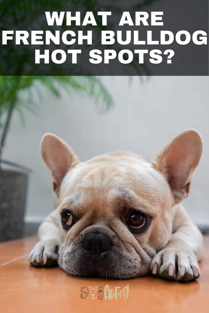 What Are French Bulldog Hot Spots Pin Image