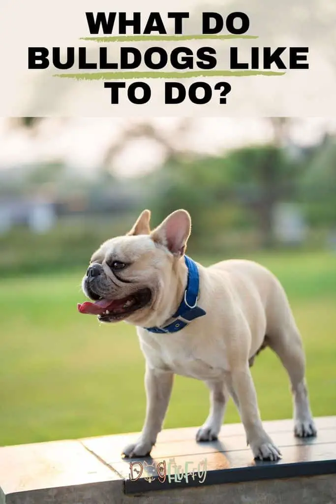 What-Do-Bulldogs-Like-To-Do_-pin-Image