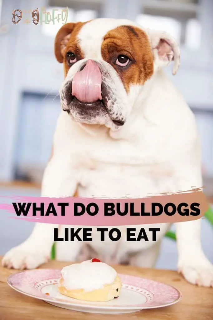 What-Do-Bulldogs-Like-To-Eat-pin-image
