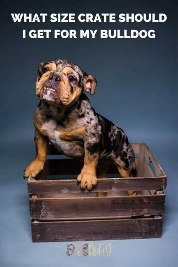 What Size Crate Should I Get For My Bulldog Pin Image What Size Crate Should I Get For My Bulldog Pin Image