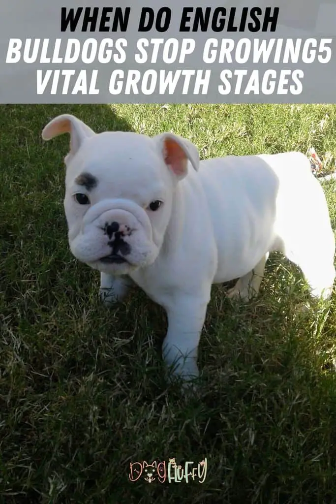 When Do English Bulldogs Stop Growing 5 Important Growth