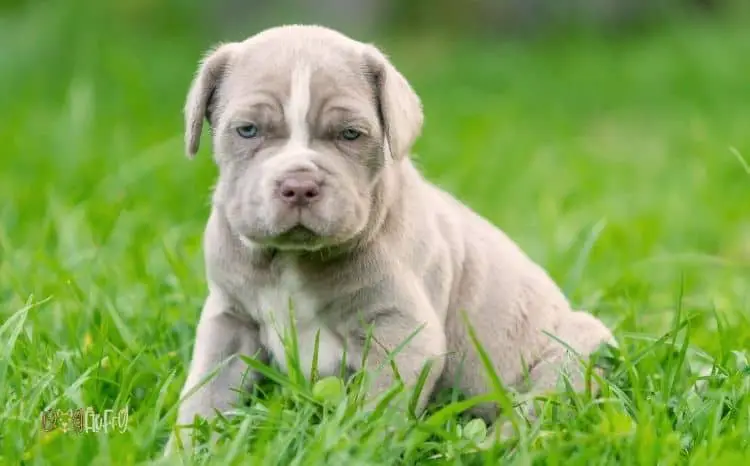 Why Do Female Puppies Hump? 6 Very Important Reasons