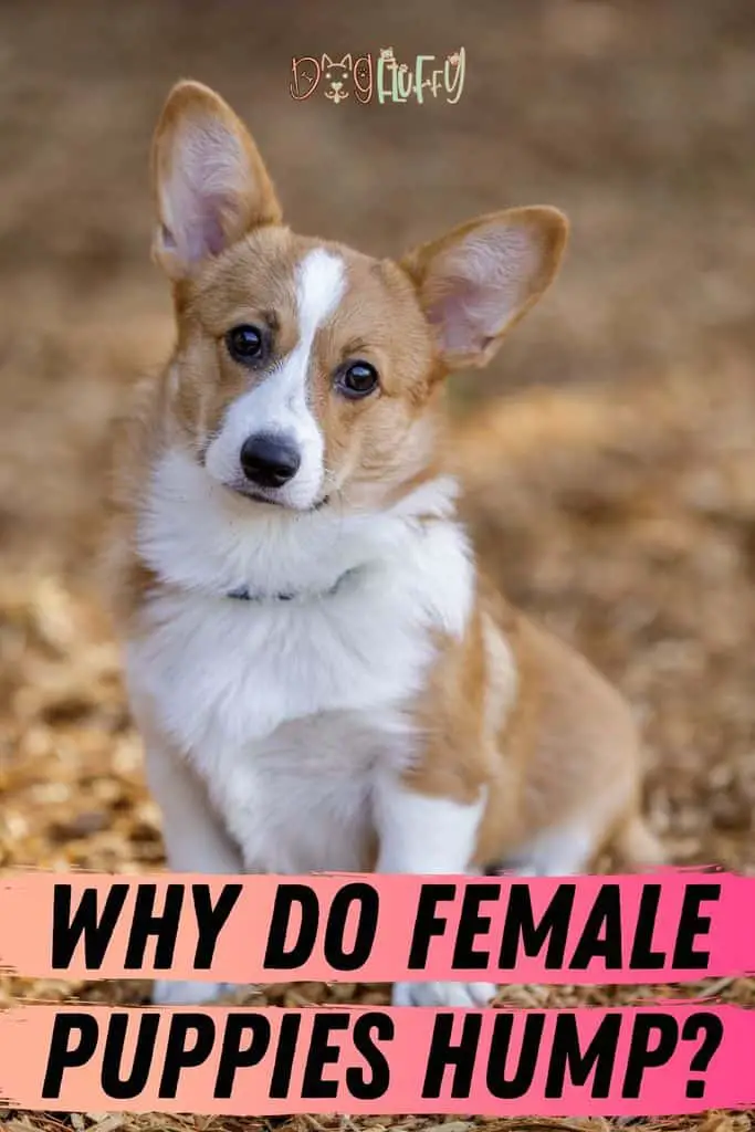 Why-Do-Female-Puppies-Hump_-Pin-Image