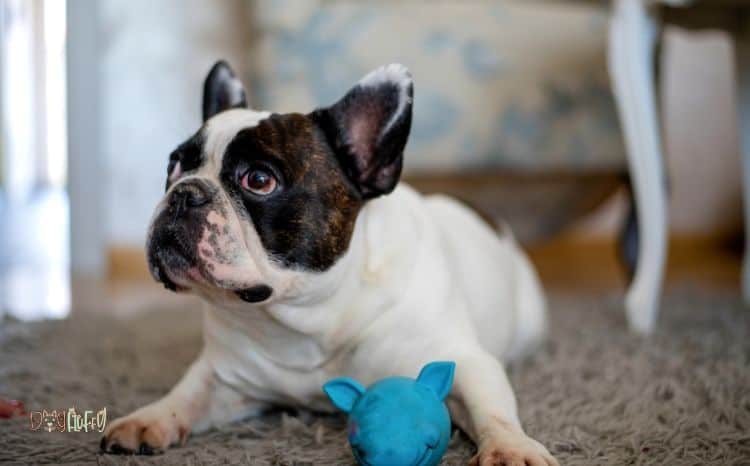 best toys for French bulldogs Featured Image