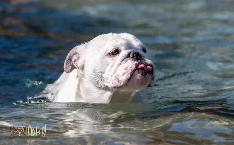 can-American-Bulldogs-swim_