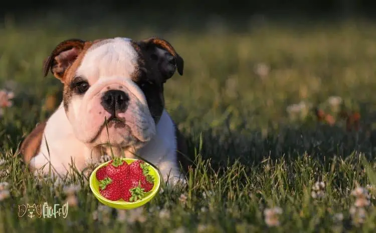 can-French-bulldog-eat-strawberries-