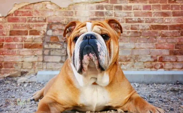 how-did-bulldogs-get-flat-noses-featured-image