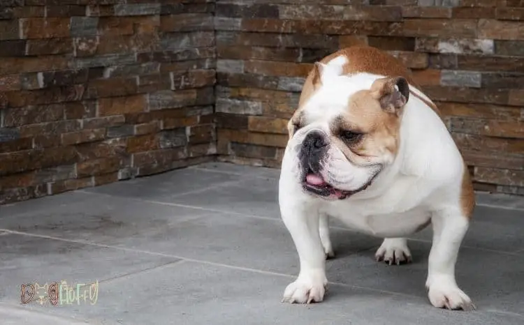 how-did-bulldogs-get-their-name-