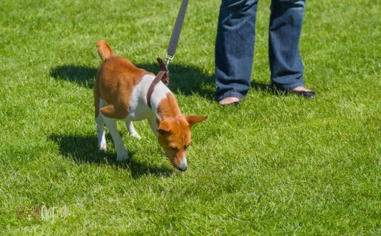 4 Best Handmade Dog Lead Hooks for Your Home