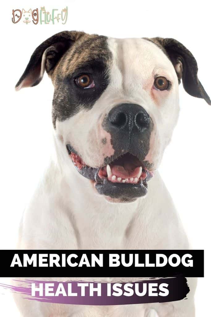 American Bulldog Health Issues - 13 Worst Pin image