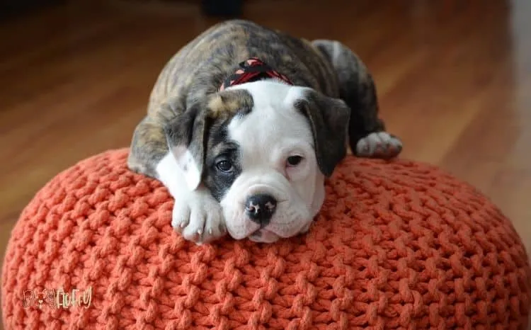 old-English-bulldog-extinct-