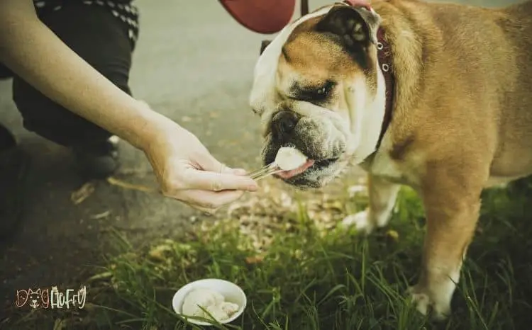 what do bulldogs eat featured image