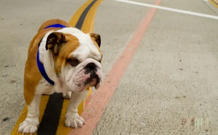 What Do Bulldogs Like To Do? 4 Best Activities