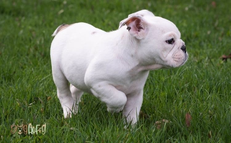 when-do-English-bulldogs-stop-growing-