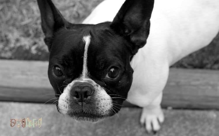 why-do-French-bulldogs-cry-so-much-