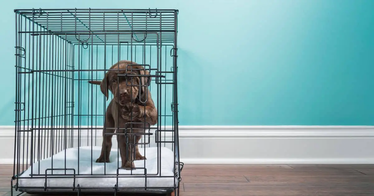 Dog Crate: 5+ Important Things To Ponder
