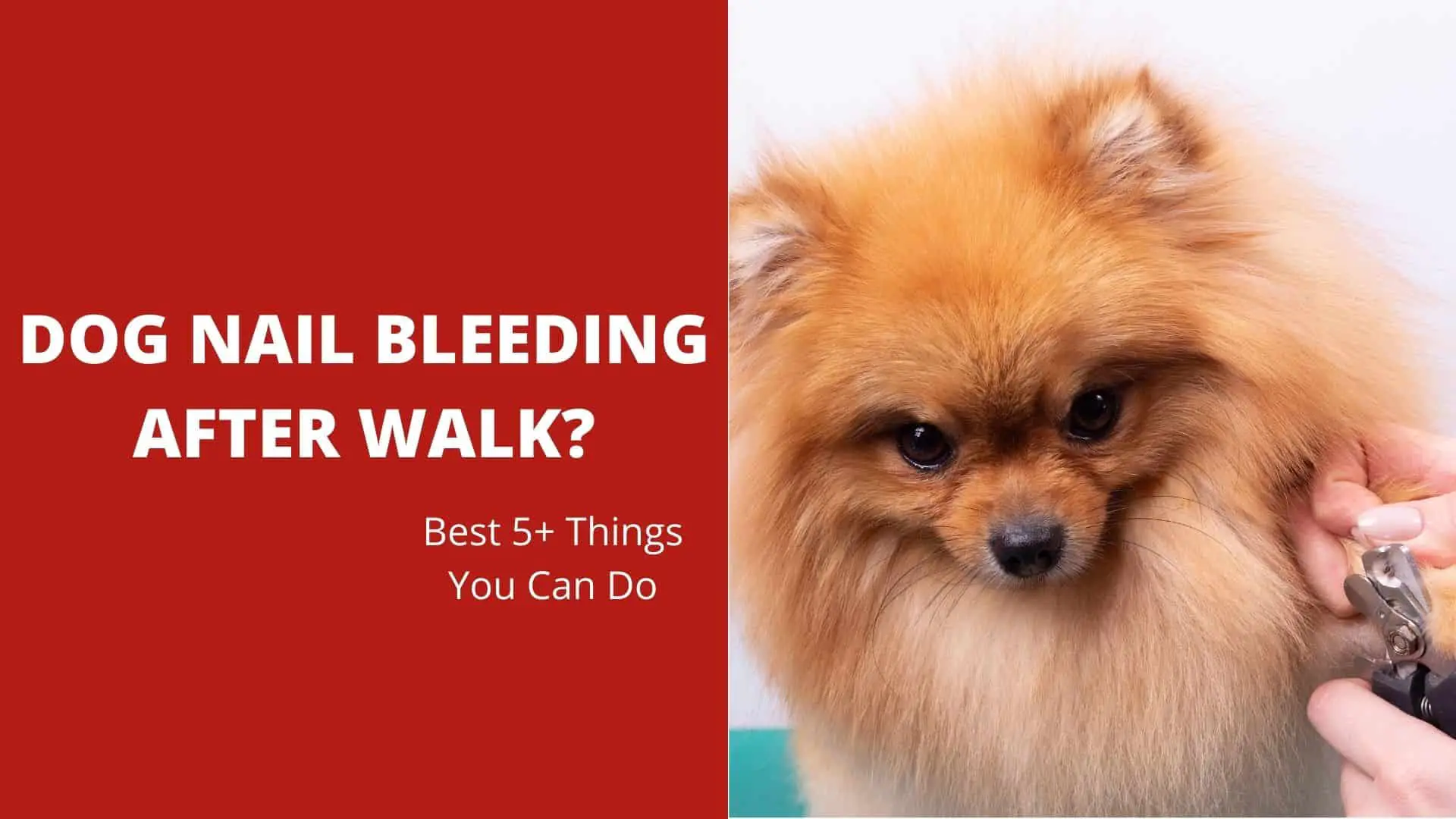 Dog Nail Bleeding After Walk? Best 5+ Things You Can Do