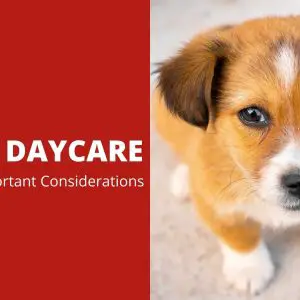 Doggy Daycare | 4 Very Important Considerations
