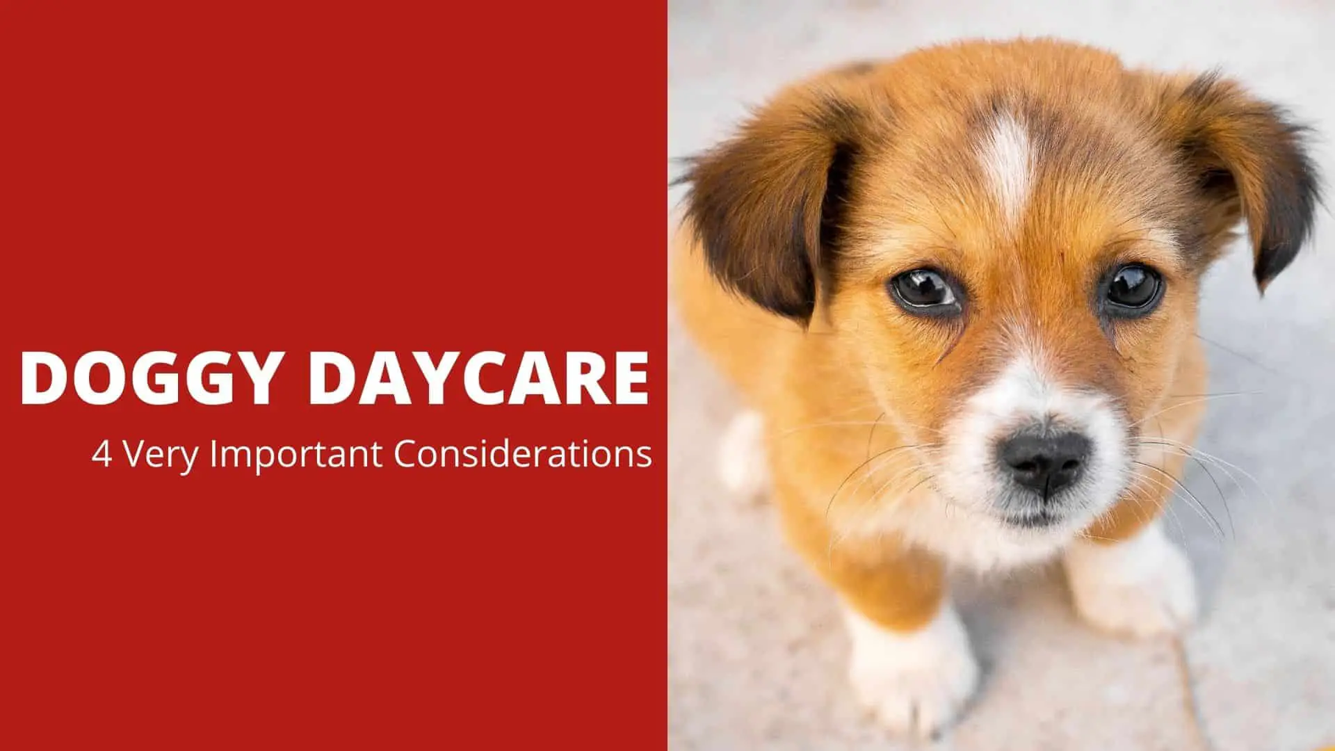 Doggy Daycare | 4 Very Important Considerations
