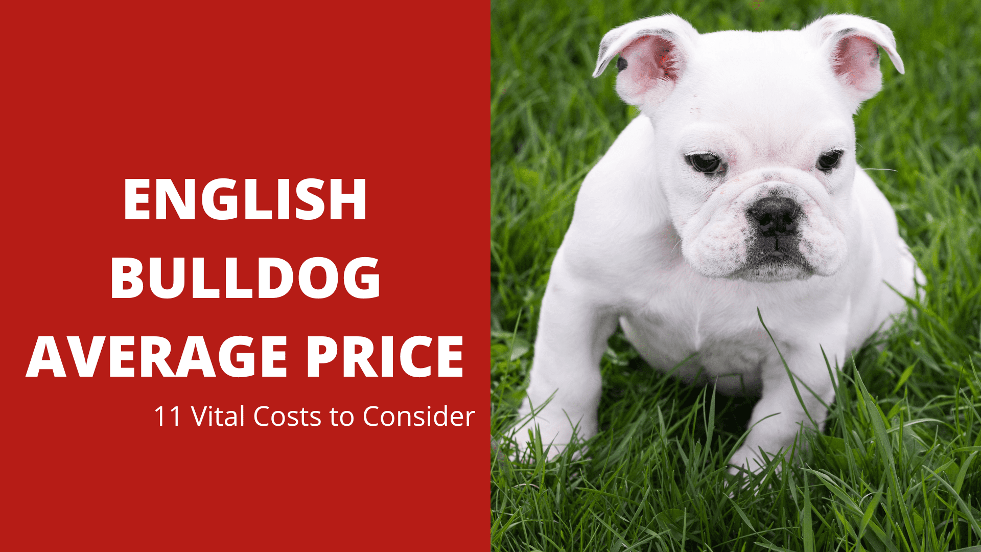 English Bulldog Average Price – 11 Vital Costs to Consider