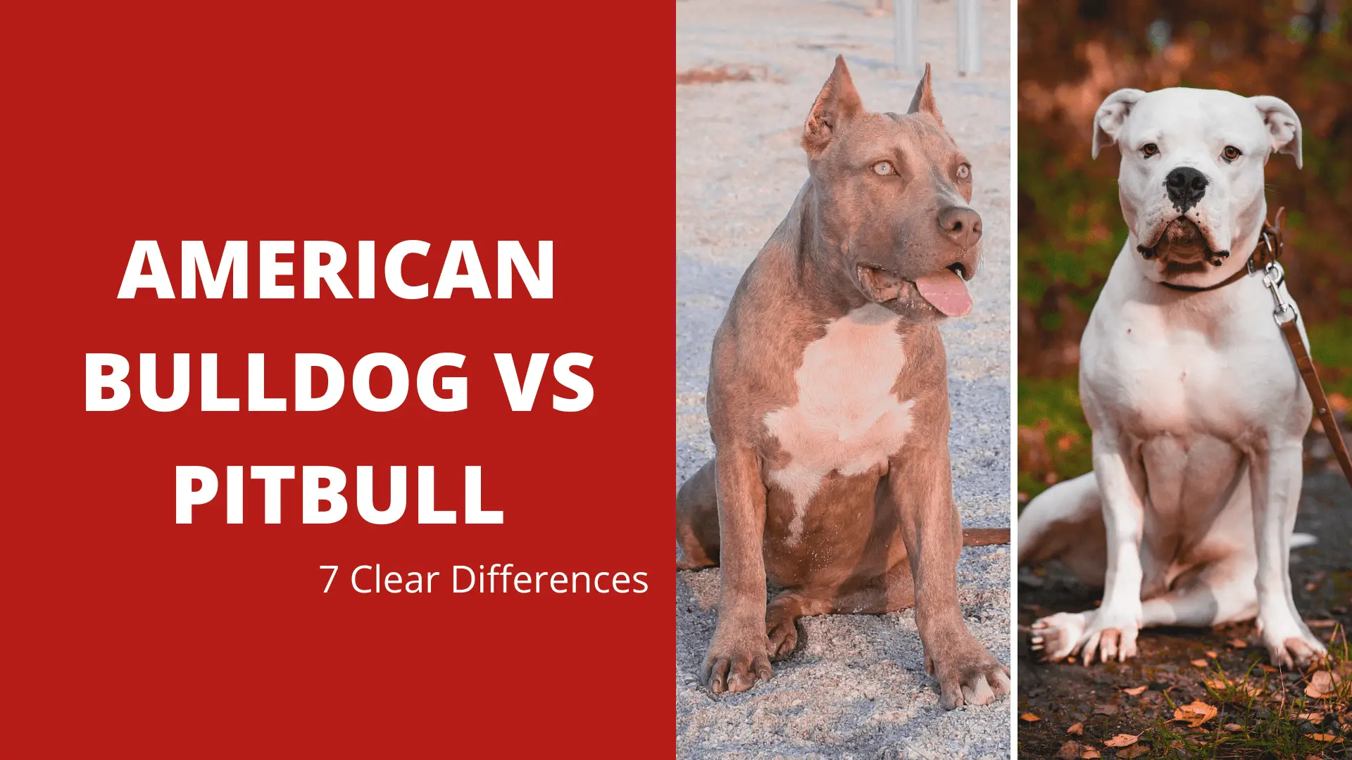 American Bulldog vs Pitbull – 7 Clear Differences