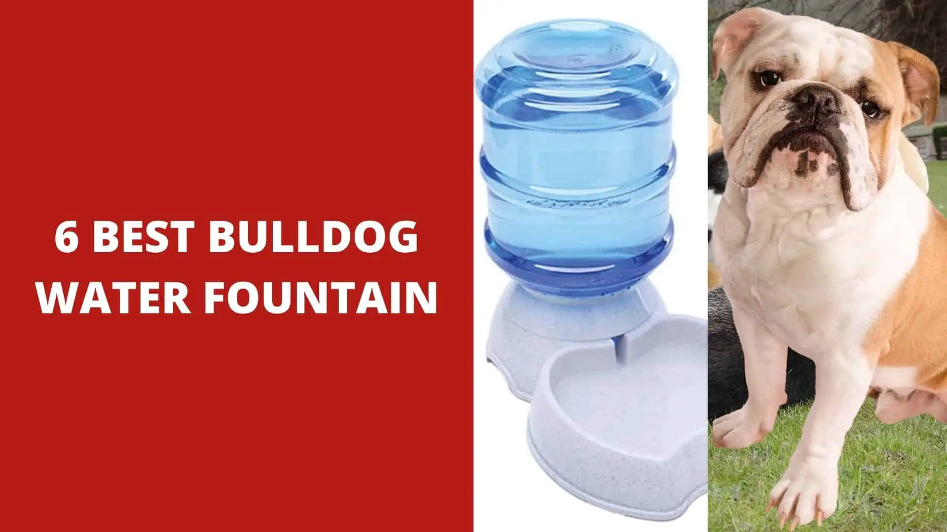 6 Best Bulldog Water Fountain
