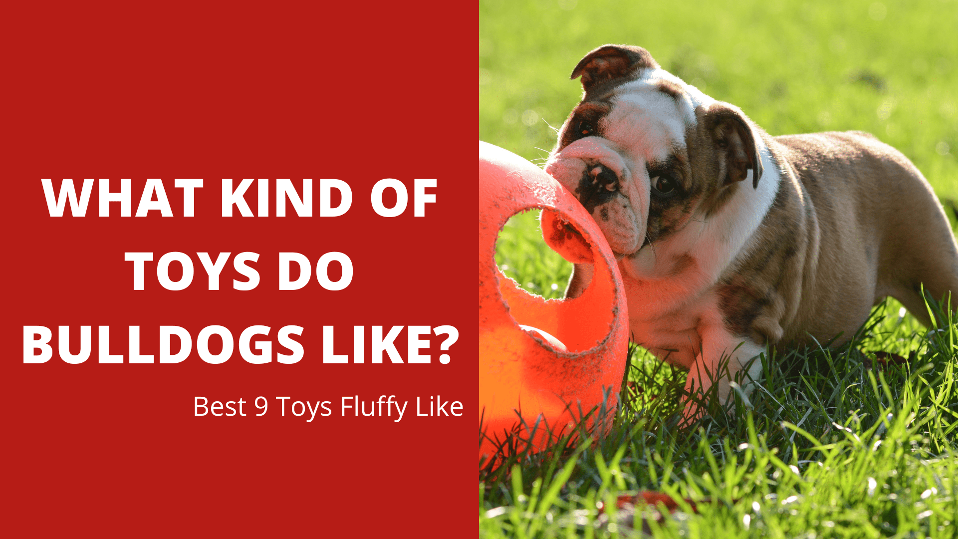 What Kind Of Toys Do Bulldogs Like? | Best 9 Toys Fluffy Like