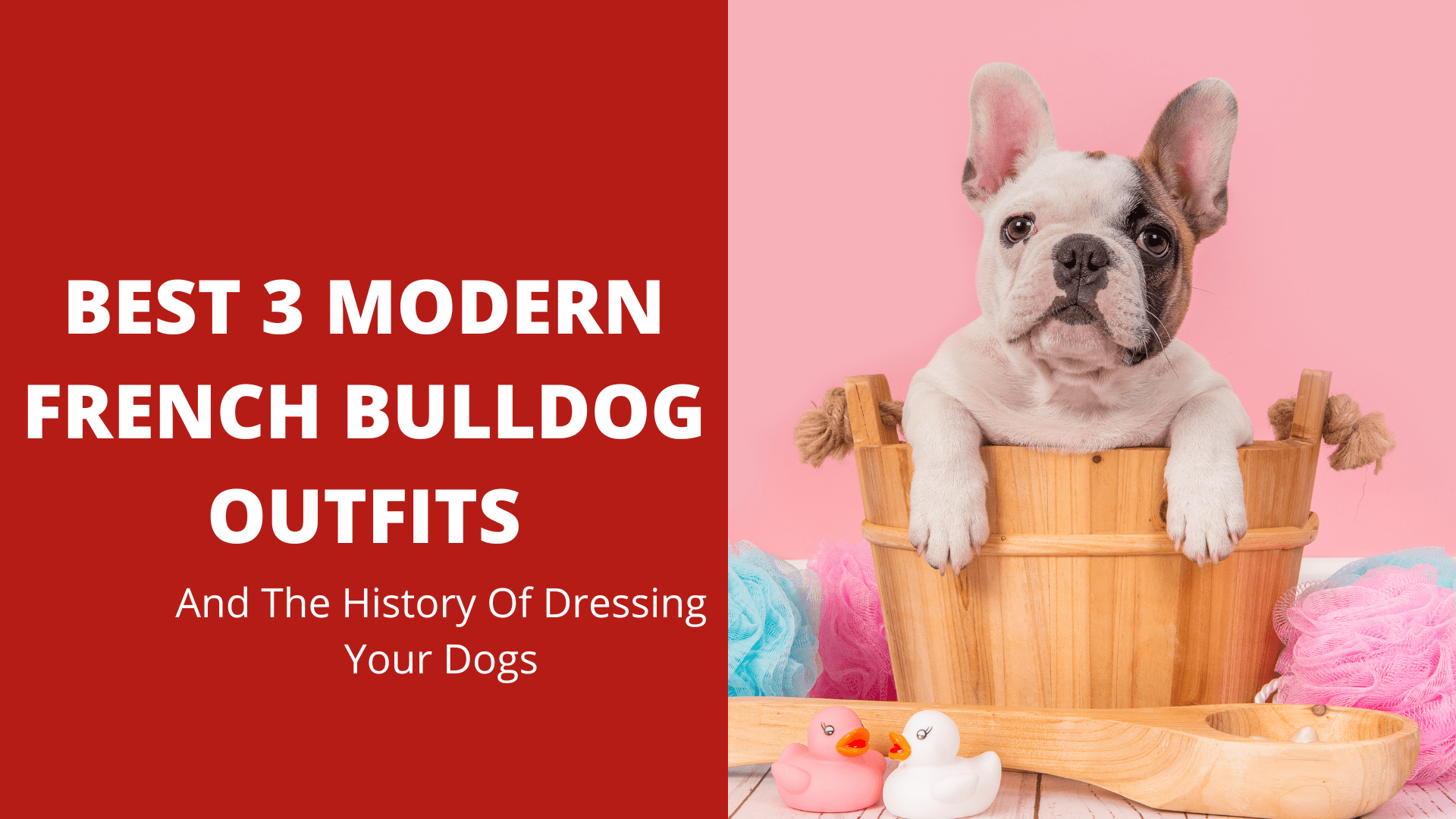 Best 3 Modern French Bulldog Outfits And The History Of Dressing Your Dogs