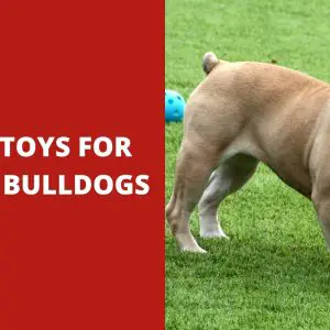 5 Best Toys for French Bulldogs