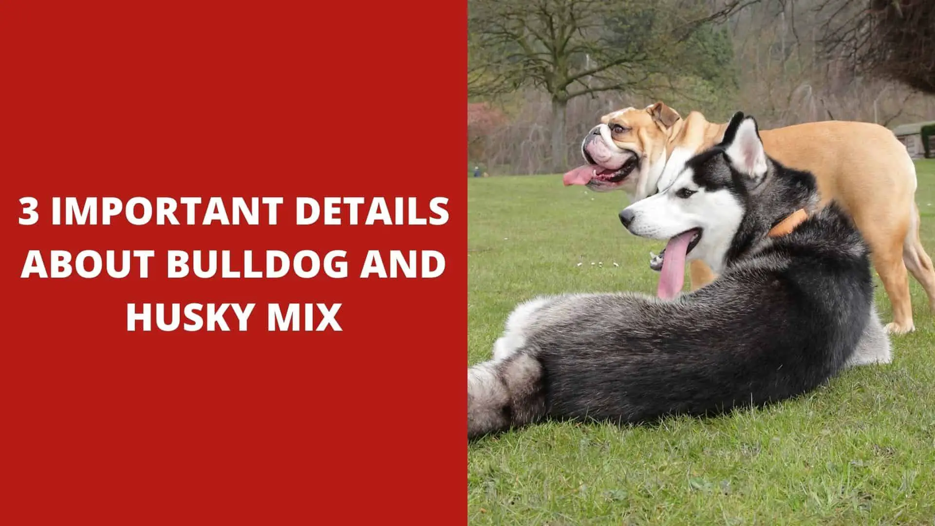3 Important Details About Bulldog and Husky Mix