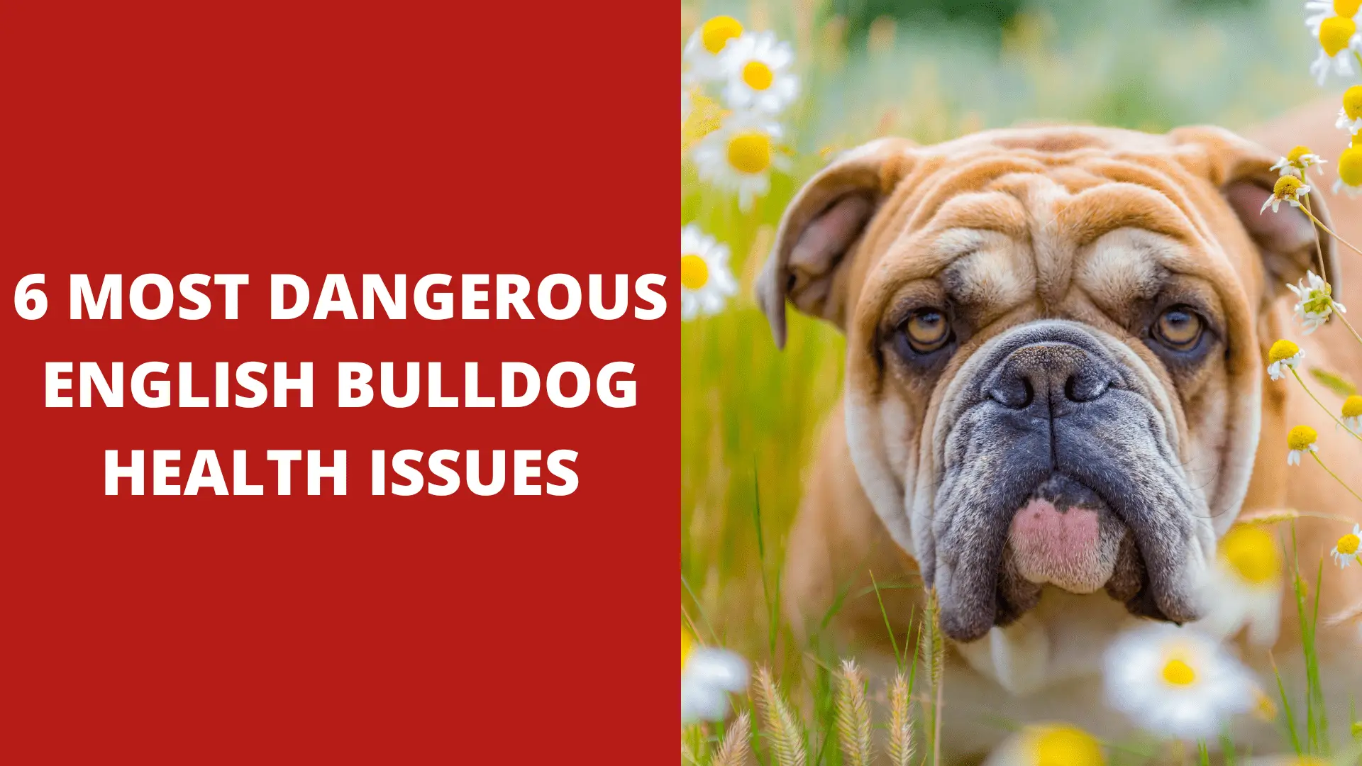 6 Most Dangerous English Bulldog Health Issues