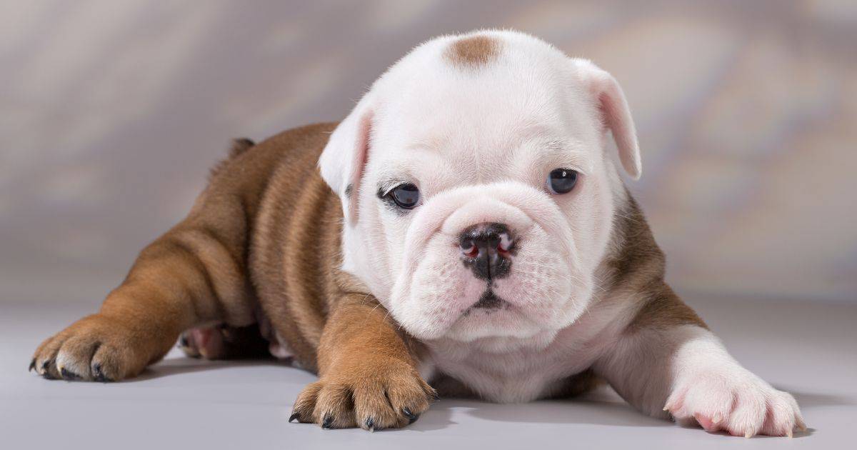 10 Useful English Bulldog Tips and Advice